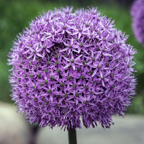 Allium Bulbs Gladiator